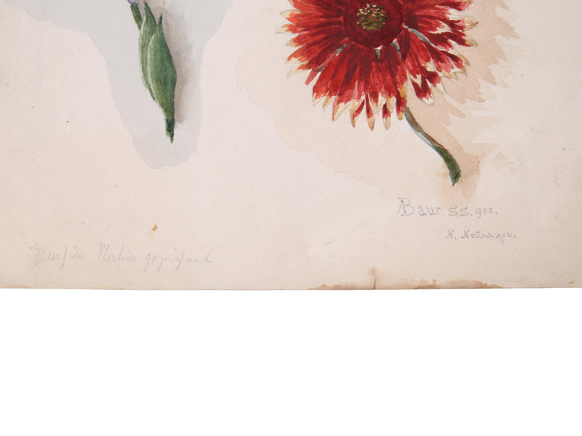 ANTIQUE BOTANICAL PAINTINGS BY ALBERT BAUR JUNIOR PIC-3